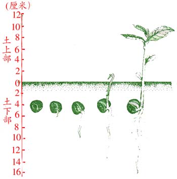 种子的萌发生长