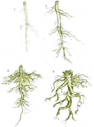 根系的生长活动